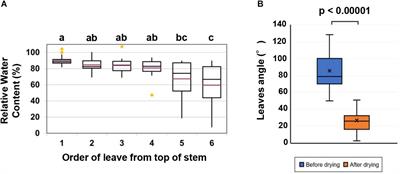 Acetic Acid Treatment Enhances Drought Avoidance in Cassava (Manihot esculenta Crantz)